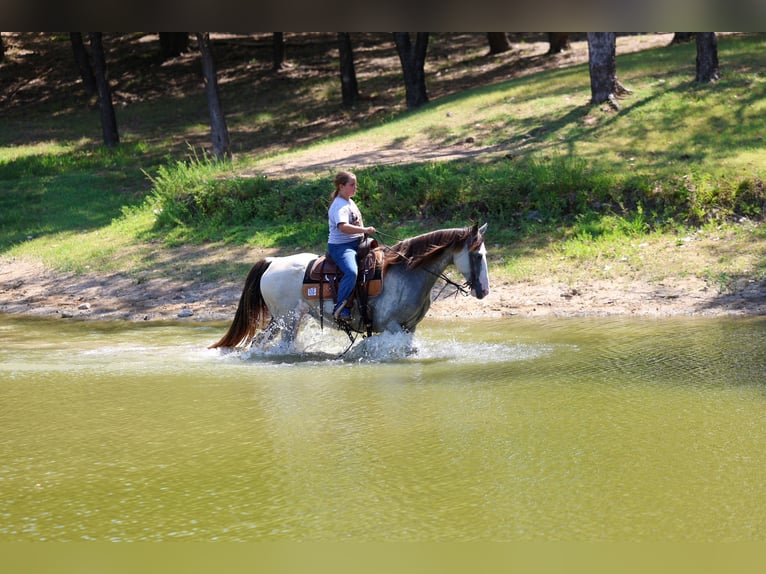 Spotted Saddle Horse Stute 14 Jahre Buckskin in Terrell