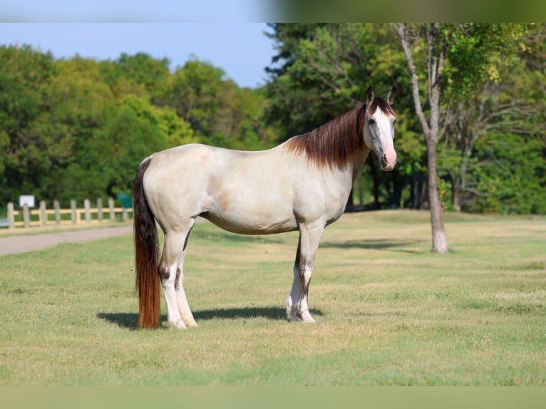 Spotted Saddle Horse Stute 14 Jahre Buckskin in Terrell