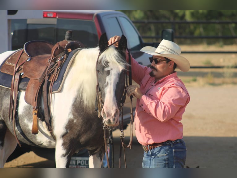 Spotted Saddle Horse Stute 14 Jahre Rappe in Stephenville, TX