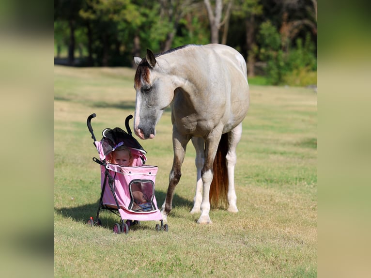 Spotted Saddle Horse Stute 14 Jahre Schecke in Terrell