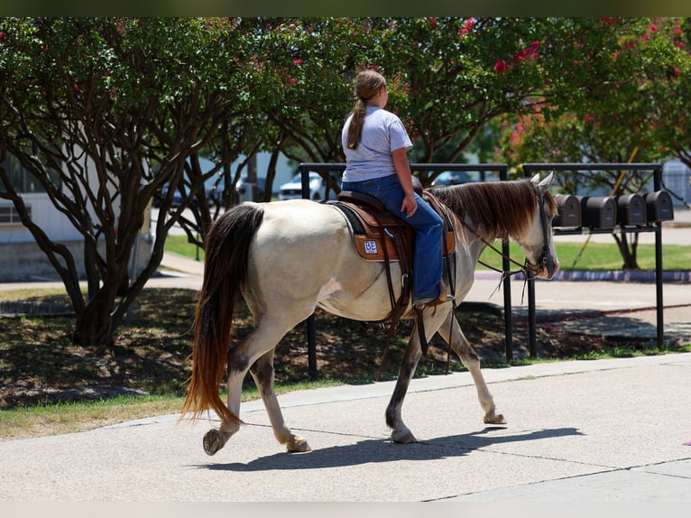 Spotted Saddle Horse Stute 14 Jahre Schecke in Terrell