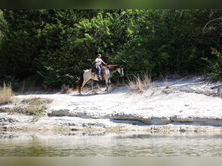 Spotted Saddle Horse Stute 16 Jahre Tobiano-alle-Farben in Forney