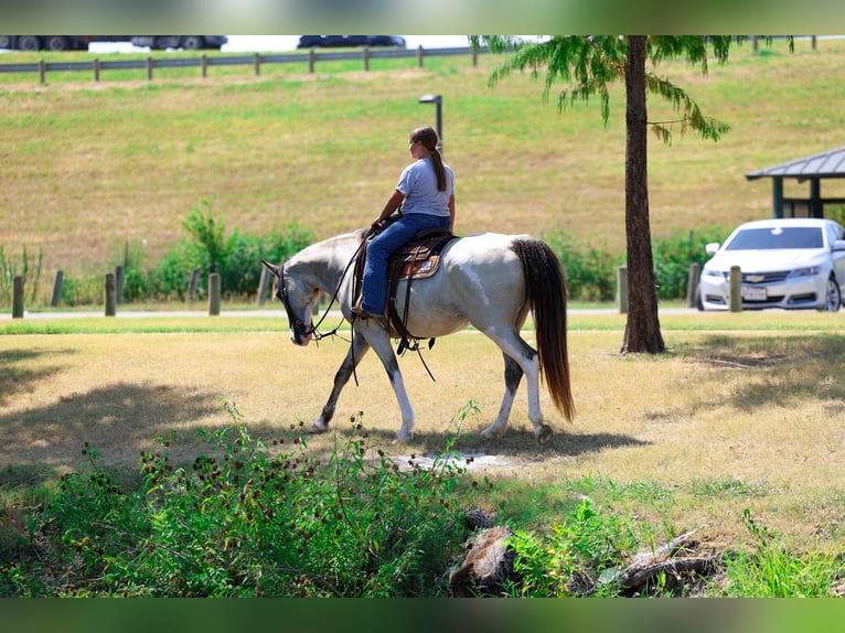 Spotted Saddle Horse Stute 16 Jahre Tobiano-alle-Farben in Forney
