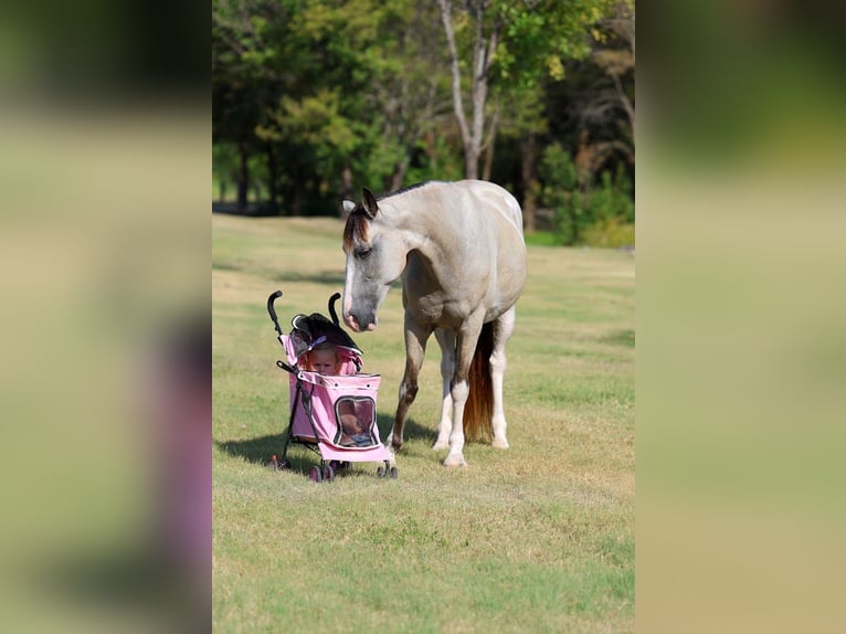 Spotted Saddle Horse Stute 16 Jahre Tobiano-alle-Farben in Forney