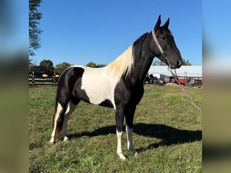 Spotted Saddle Horse Stute 5 Jahre 155 cm Schecke in Moscow