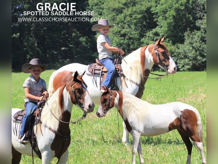 Spotted Saddle Horse Stute 6 Jahre 132 cm Rotfuchs in Nancy