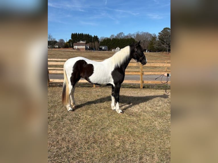 Spotted Saddle Horse Stute 7 Jahre 152 cm Rappe in Granite Falls