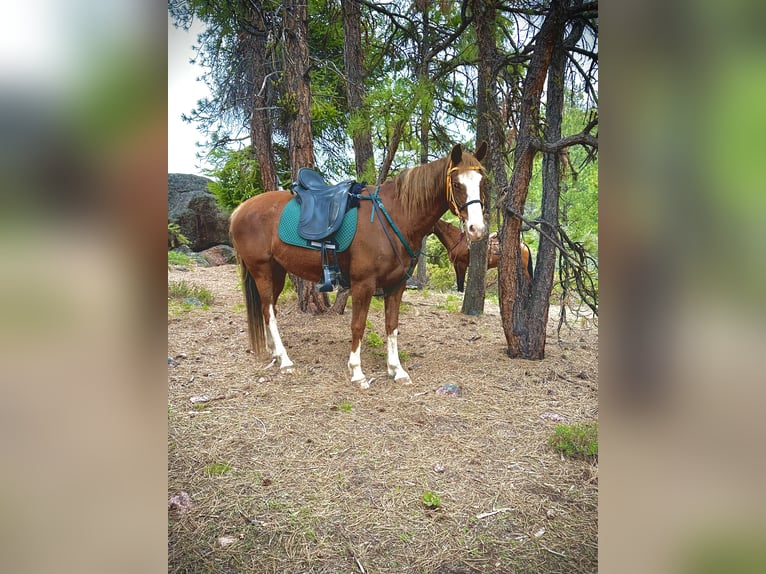 Spotted Saddle Horse Stute 8 Jahre 152 cm Dunkelfuchs in Terrebonne