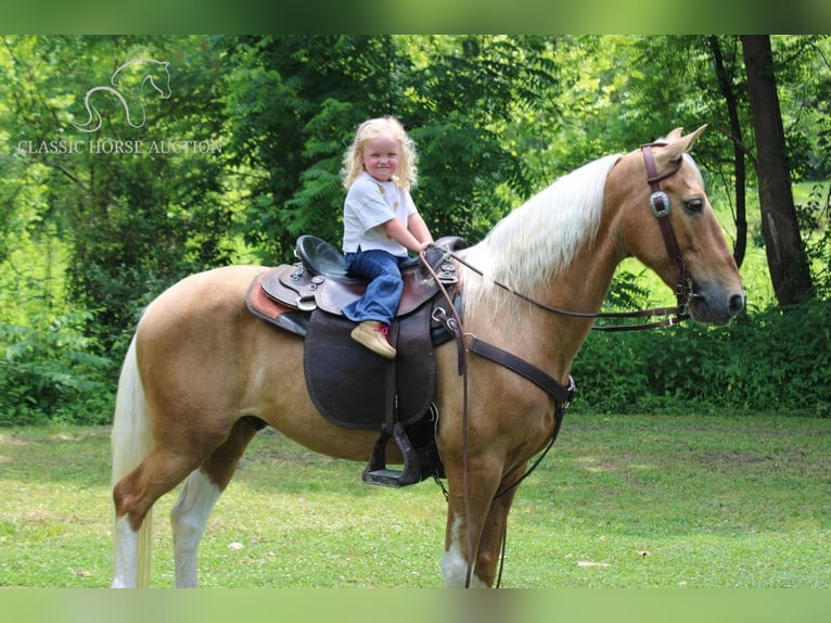 Spotted Saddle Horse Wałach 10 lat 142 cm in Whitley City, KY