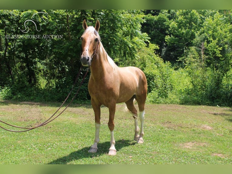 Spotted Saddle Horse Wałach 10 lat 142 cm in Whitley City, KY