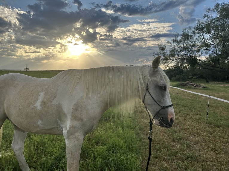 Spotted Saddle Horse Wałach 15 lat 152 cm Srokata in Spicewood