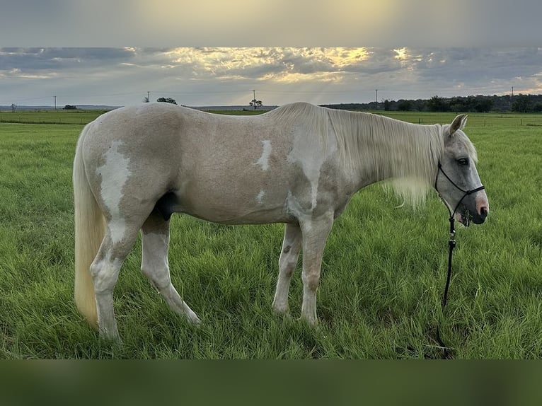 Spotted Saddle Horse Wałach 15 lat 152 cm Srokata in Spicewood