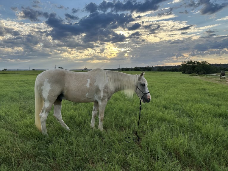 Spotted Saddle Horse Wałach 16 lat 152 cm Srokata in Spicewood