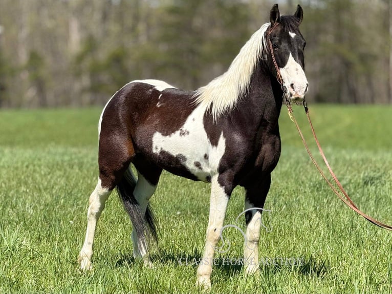 Spotted Saddle Horse Wałach 5 lat 143 cm Tobiano wszelkich maści in Whitley City, KY