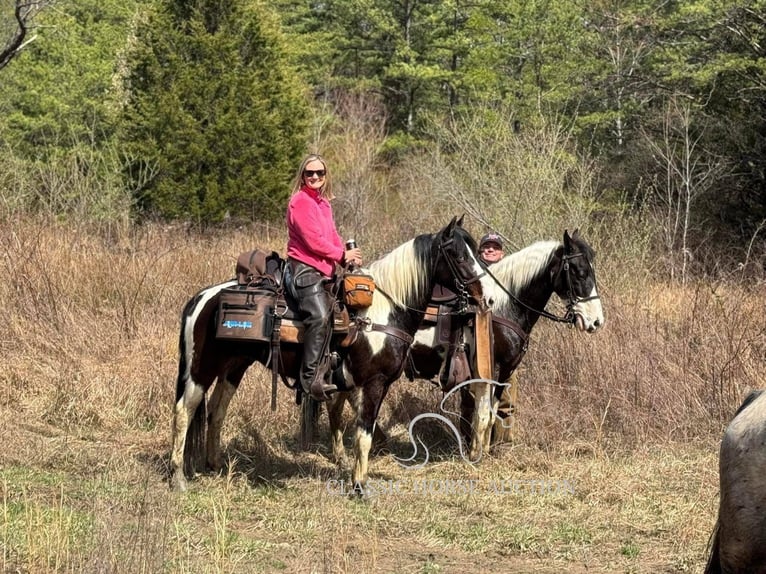 Spotted Saddle Horse Wałach 5 lat 143 cm Tobiano wszelkich maści in Whitley City, KY