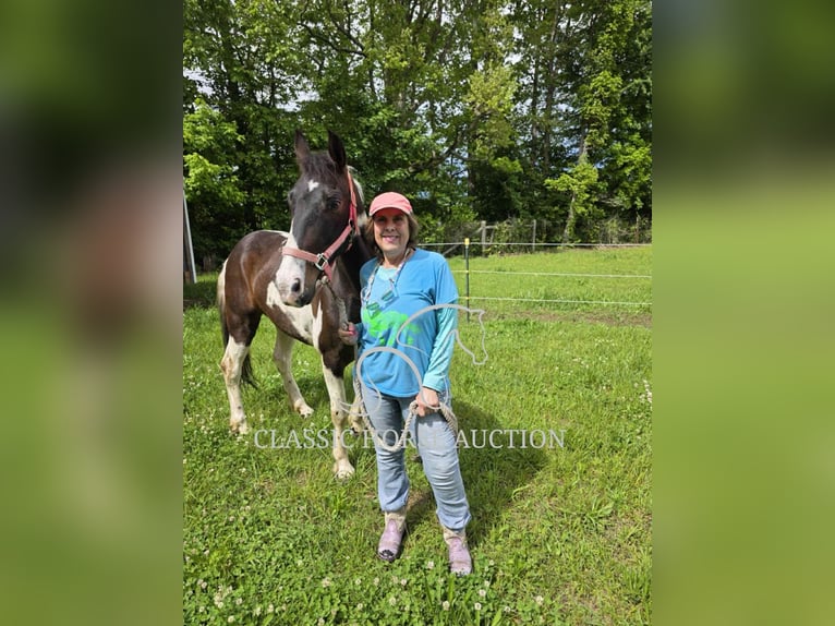 Spotted Saddle Horse Wałach 5 lat 143 cm Tobiano wszelkich maści in Whitley City, KY