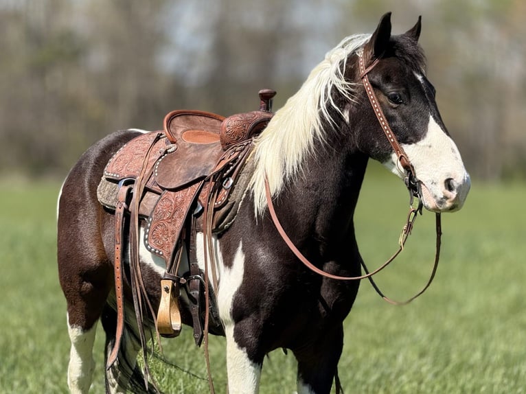 Spotted Saddle Horse Wałach 5 lat 143 cm Tobiano wszelkich maści in Whitley City, KY