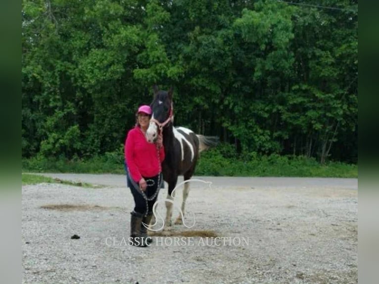 Spotted Saddle Horse Wałach 5 lat 143 cm Tobiano wszelkich maści in Whitley City, KY