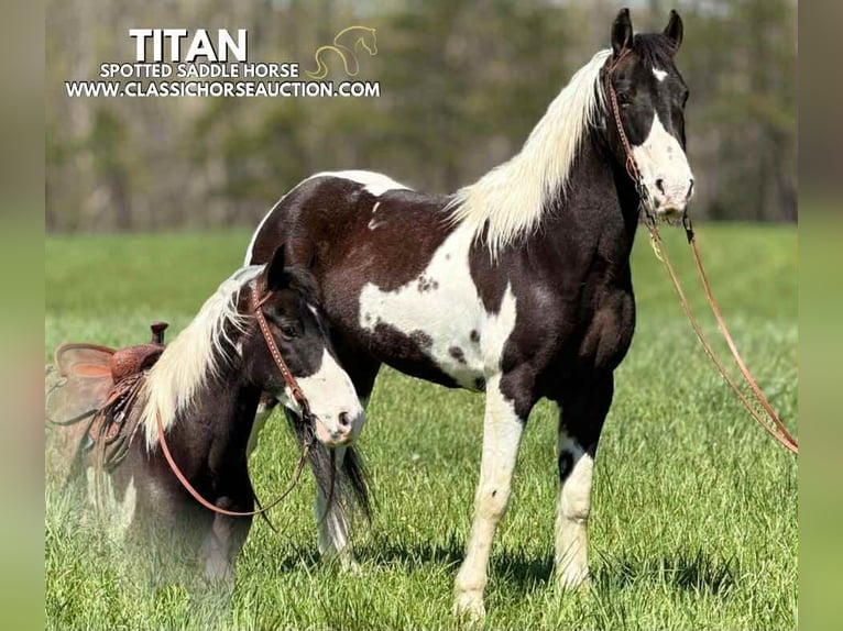 Spotted Saddle Horse Wałach 5 lat 143 cm Tobiano wszelkich maści in Whitley City, KY