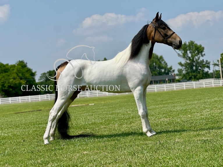 Spotted Saddle Horse Wałach 5 lat 152 cm Jelenia in Lewisburg, TN