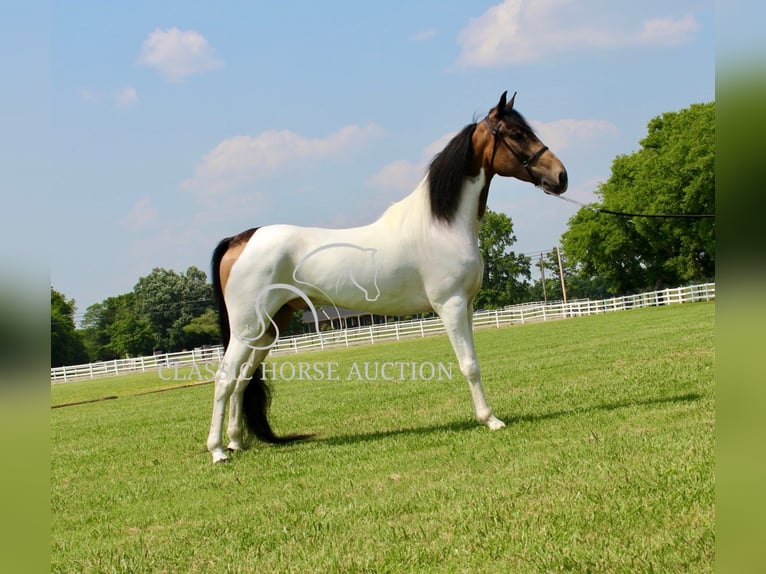 Spotted Saddle Horse Wałach 5 lat 152 cm Jelenia in Lewisburg, TN