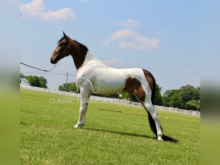 Spotted Saddle Horse Wałach 5 lat 152 cm Jelenia in Lewisburg, TN