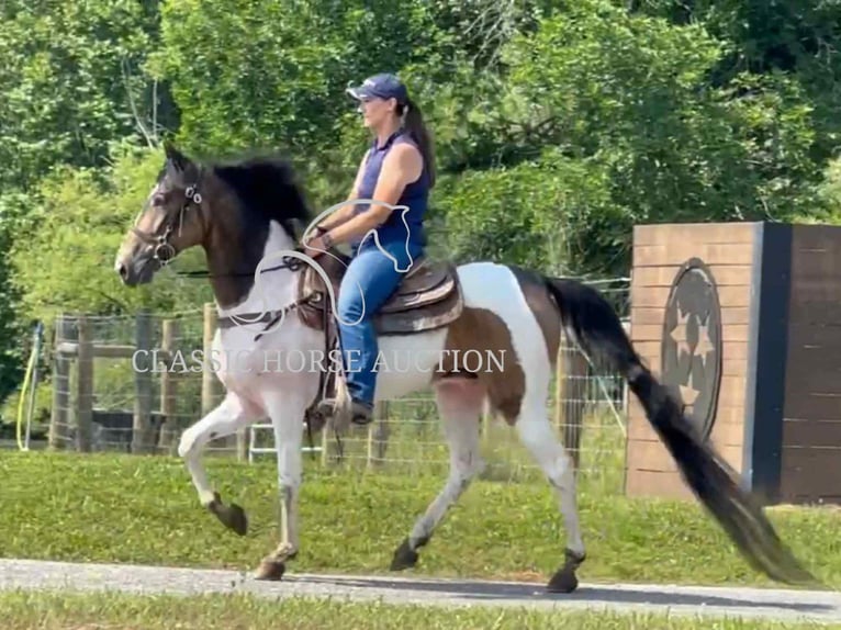 Spotted Saddle Horse Wałach 5 lat 152 cm Jelenia in Lewisburg, TN