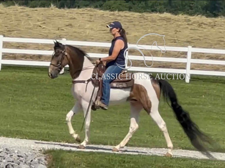 Spotted Saddle Horse Wałach 5 lat 152 cm Jelenia in Lewisburg, TN