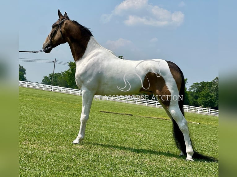 Spotted Saddle Horse Wałach 5 lat 152 cm Jelenia in Lewisburg, TN