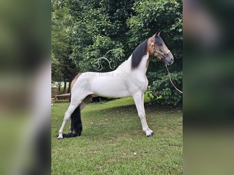 Spotted Saddle Horse Wałach 5 lat 152 cm Jelenia in Lewisburg, TN