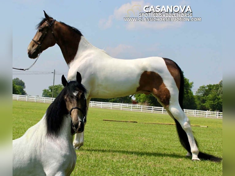 Spotted Saddle Horse Wałach 5 lat 152 cm Jelenia in Lewisburg, TN