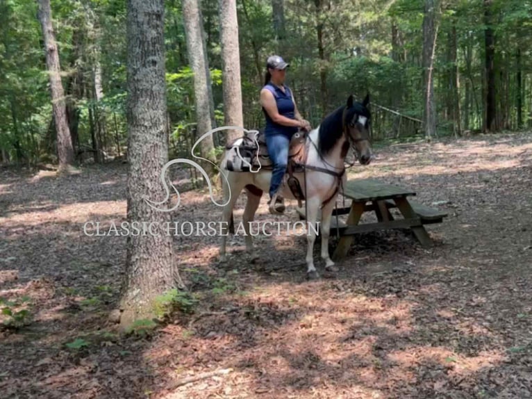 Spotted Saddle Horse Wałach 5 lat 152 cm Jelenia in Lewisburg, TN