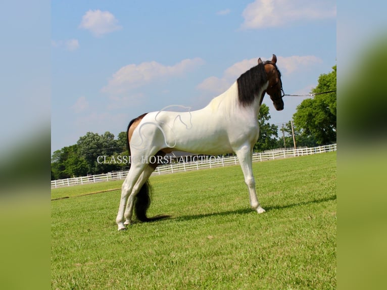 Spotted Saddle Horse Wałach 5 lat 152 cm Jelenia in Lewisburg, TN
