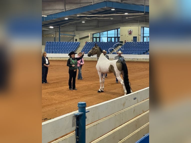 Spotted Saddle Horse Wałach 5 lat 152 cm Jelenia in Lewisburg, TN