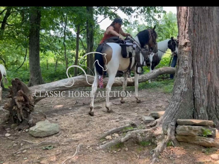 Spotted Saddle Horse Wałach 5 lat 152 cm Jelenia in Lewisburg, TN