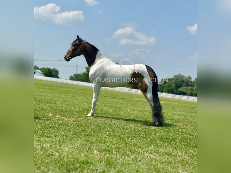 Spotted Saddle Horse Wałach 5 lat 152 cm Jelenia in Lewisburg, TN