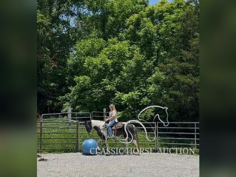 Spotted Saddle Horse Wałach 5 lat 152 cm Tobiano wszelkich maści in Parkers Lake, KY