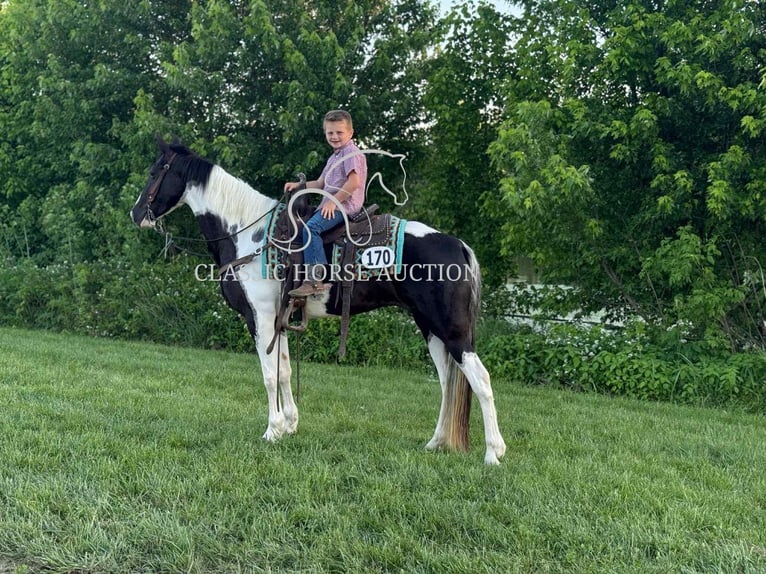 Spotted Saddle Horse Wałach 5 lat 152 cm Tobiano wszelkich maści in Parkers Lake, KY