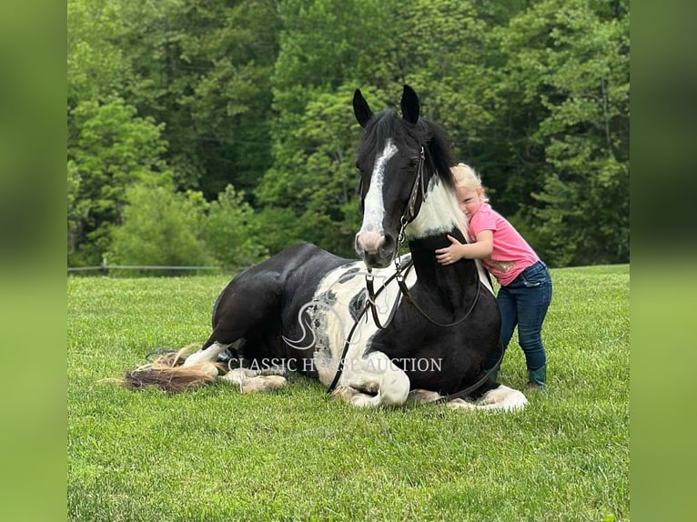 Spotted Saddle Horse Wałach 5 lat 152 cm Tobiano wszelkich maści in Parkers Lake, KY