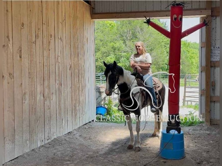 Spotted Saddle Horse Wałach 5 lat 152 cm Tobiano wszelkich maści in Parkers Lake, KY