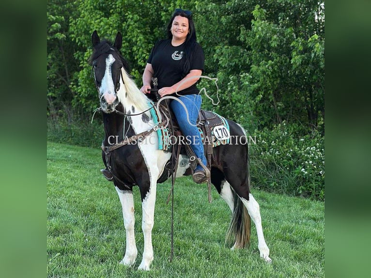 Spotted Saddle Horse Wałach 5 lat 152 cm Tobiano wszelkich maści in Parkers Lake, KY