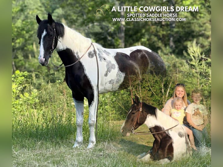 Spotted Saddle Horse Wałach 5 lat 152 cm Tobiano wszelkich maści in Parkers Lake, KY