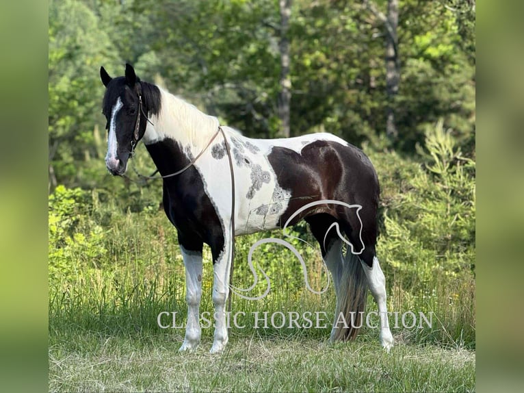 Spotted Saddle Horse Wałach 5 lat 152 cm Tobiano wszelkich maści in Parkers Lake, KY