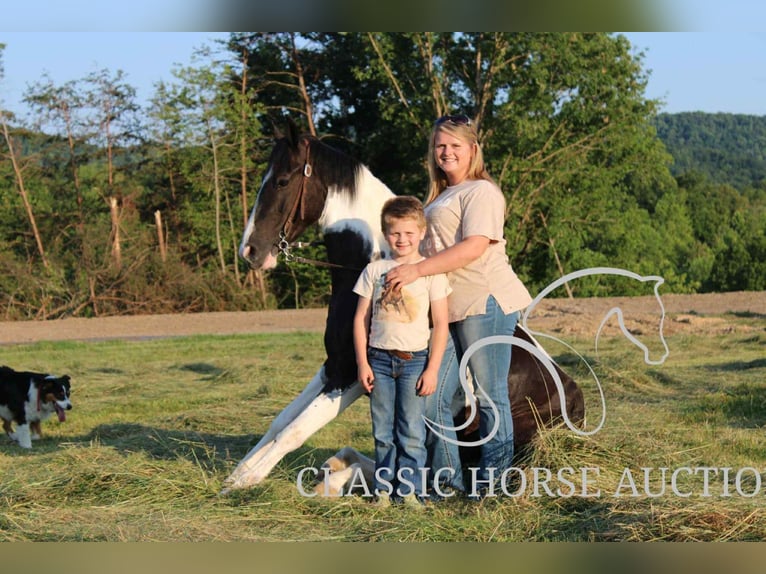 Spotted Saddle Horse Wałach 5 lat 152 cm Tobiano wszelkich maści in Parkers Lake, KY
