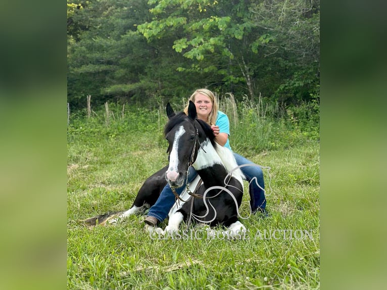Spotted Saddle Horse Wałach 5 lat 152 cm Tobiano wszelkich maści in Parkers Lake, KY