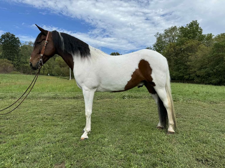Spotted Saddle Horse Wałach 6 lat 152 cm Tobiano wszelkich maści in Moscow