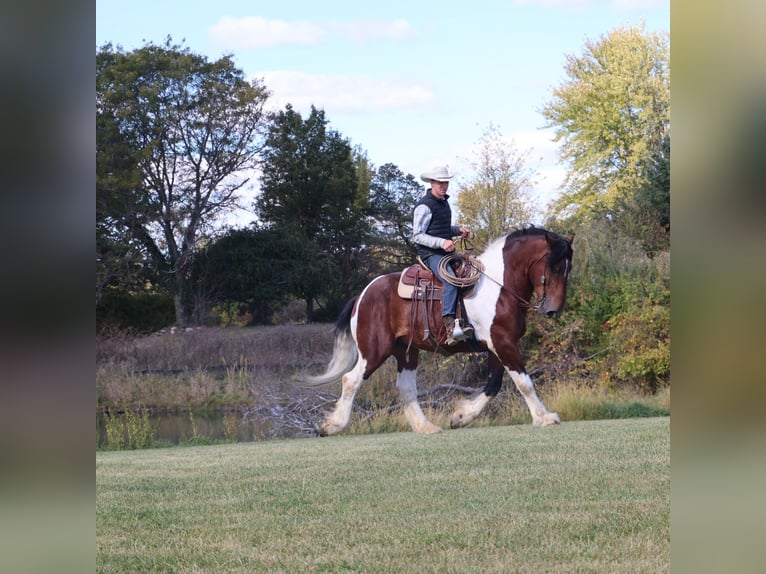 Spotted Saddle Horse Wałach 6 lat 173 cm Tobiano wszelkich maści in Howell