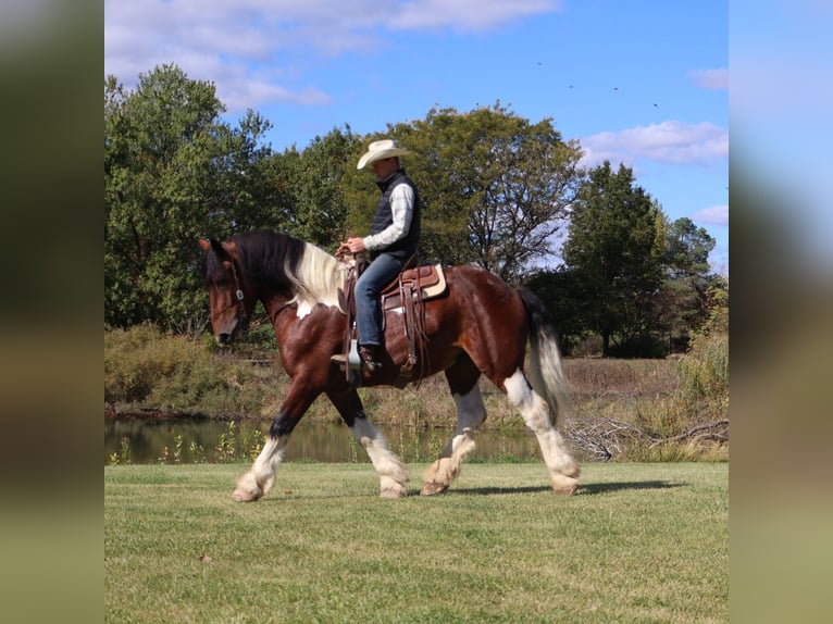 Spotted Saddle Horse Wałach 6 lat 173 cm Tobiano wszelkich maści in Howell