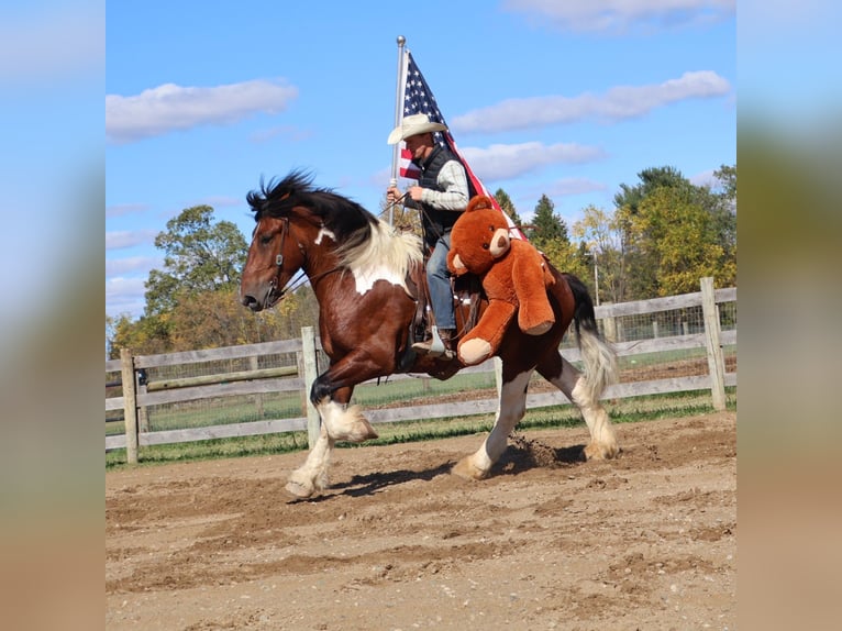 Spotted Saddle Horse Wałach 6 lat 173 cm Tobiano wszelkich maści in Howell