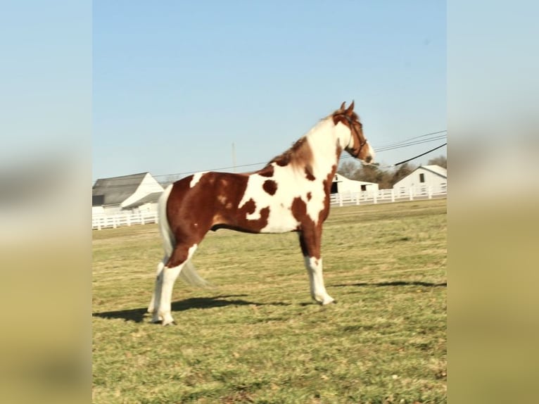 Spotted Saddle Horse Wałach 7 lat 152 cm Cisawa in Granite Falls